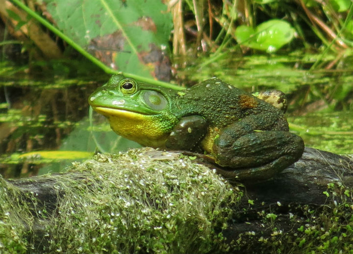 American Bullfrog